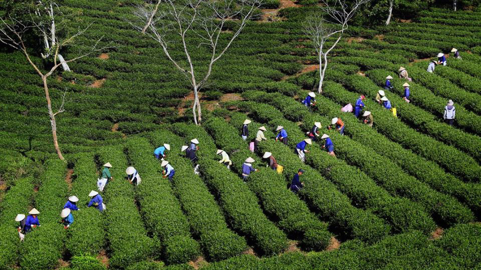 Trải nghiệm cùng cầu đất farm – Lâm Đồng