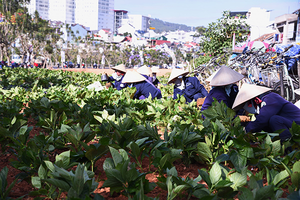 Sắp có vườn hoa cẩm tú cầu giữa trung tâm Đà Lạt