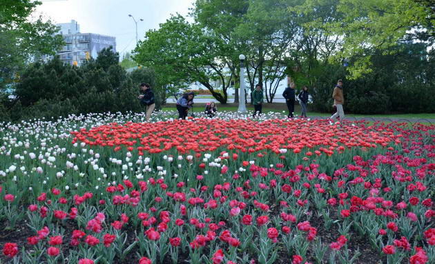 Canada: Tưng bừng lễ hội hoa tulip lớn nhất thế giới