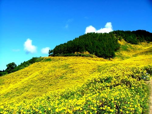 Đà Lạt rực vàng mùa hoa dã quỳ