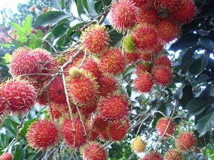 Vườn cây ăn quả tại Phú Quốc hấp dẫn du khách