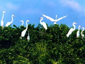 Khánh thành Khu du lịch sinh thái thuộc Vườn chim Bạc Liêu