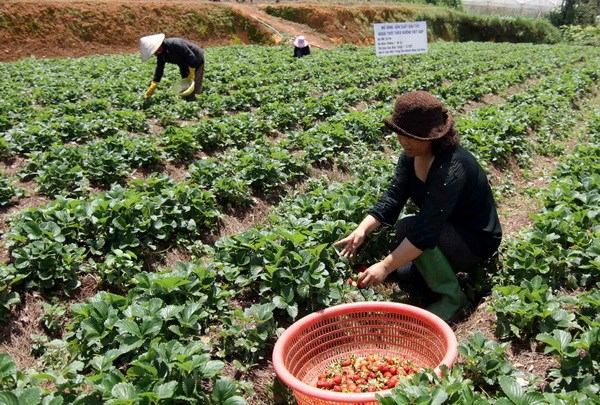 Lâm Đồng: Mô hình du lịch vườn dâu tây tự tay thu hoạch tại Đà Lạt 