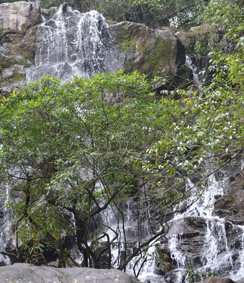 Quảng Bình: Công nhận Điểm du lịch sinh thái và diễn giải môi trường Vườn thực vật thuộc Vườn Quốc gia Phong Nha – Kẻ Bàng